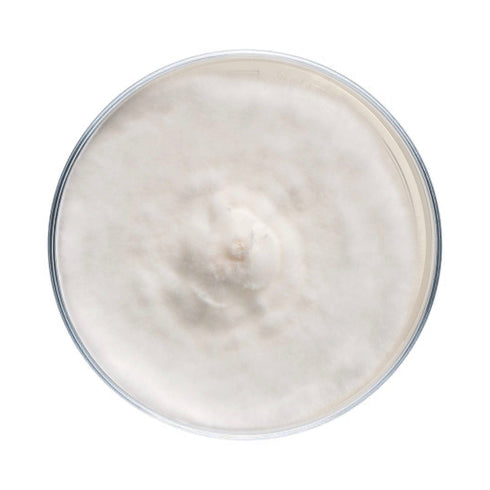 Blue Oyster Mushroom Plate Culture